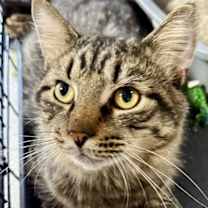 Thumbnail photo of Sasquatch #4