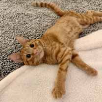 Thumbnail photo of Scooch #2