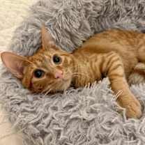 Thumbnail photo of Scooch #3