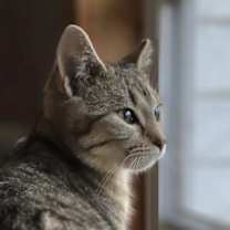 Thumbnail photo of Laney #2