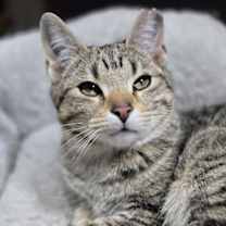 Thumbnail photo of Shady #1