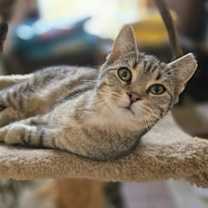 Thumbnail photo of Shiloh #2