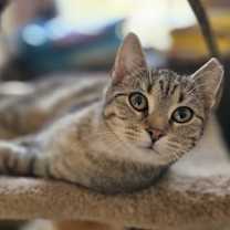 Thumbnail photo of Shiloh #3