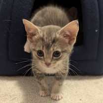 Thumbnail photo of Elizabeth Taylor #1