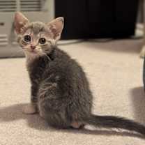 Thumbnail photo of Elizabeth Taylor #3