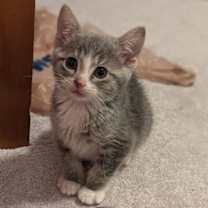 Thumbnail photo of James Dean #2