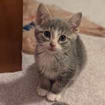 Thumbnail photo of James Dean #3