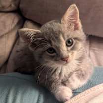 Thumbnail photo of Clark Gable #1