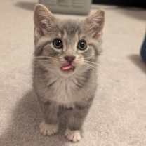 Thumbnail photo of Clark Gable #2