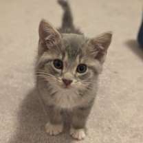 Thumbnail photo of Clark Gable #3