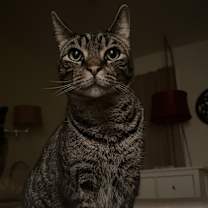 Thumbnail photo of Huey #1