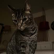 Thumbnail photo of Huey #2