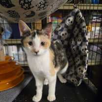 Thumbnail photo of Coraline #2