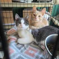 Thumbnail photo of Haynes ( bonded with Hunter) #2