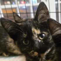 Thumbnail photo of Peach #2