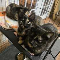 Thumbnail photo of Peach #3