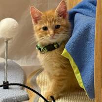 Thumbnail photo of Munchkin #2