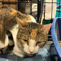 Thumbnail photo of Evie #3