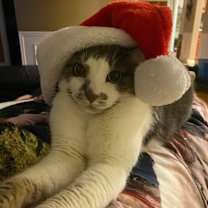 Thumbnail photo of Sugarplum #2