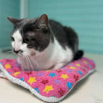 Thumbnail photo of Sugarplum #3