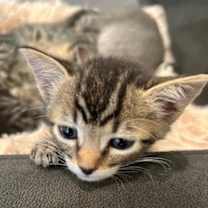 Thumbnail photo of Axel (bonded with Sue Sue) #1