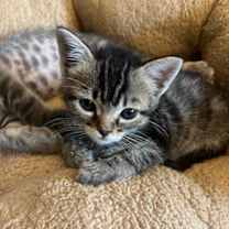 Thumbnail photo of Sue Sue (bonded with Axel) #1