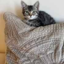 Thumbnail photo of Sue Sue (bonded with Axel) #4