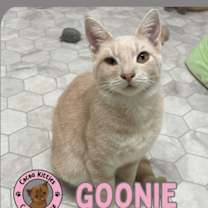 Thumbnail photo of Goonie #1