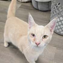 Thumbnail photo of Goonie #2