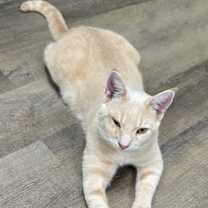 Thumbnail photo of Goonie #3