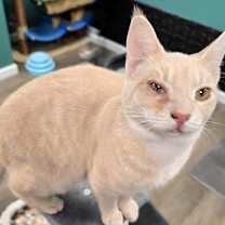 Thumbnail photo of Goonie #4