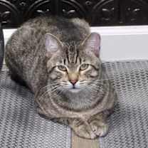 Thumbnail photo of Squatter #3