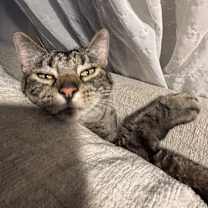 Thumbnail photo of Lana del Gray #4