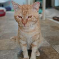 Thumbnail photo of Tostito #2