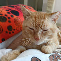 Thumbnail photo of Tostito #4