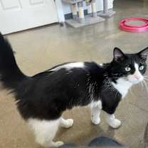 Thumbnail photo of Luke Skywalker #1