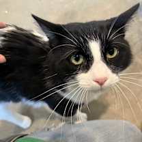 Thumbnail photo of Luke Skywalker #2