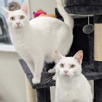 Thumbnail photo of Cirrus #4