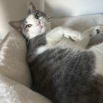 Thumbnail photo of Hugo #1