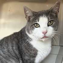 Thumbnail photo of Hugo #4