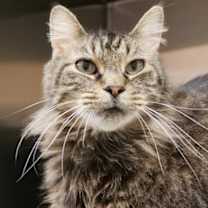 Thumbnail photo of Spruce #1