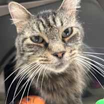 Thumbnail photo of Spruce #2