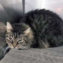 Thumbnail photo of Spruce #3