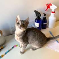 Thumbnail photo of Kinder & Reese #3