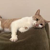 Thumbnail photo of Nola #1