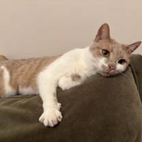 Thumbnail photo of Nola #3