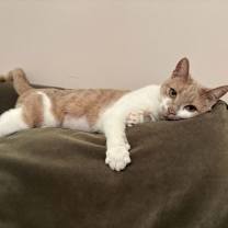 Thumbnail photo of Nola #4