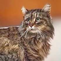 Thumbnail photo of Empress #1