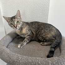 Thumbnail photo of Lucy #3