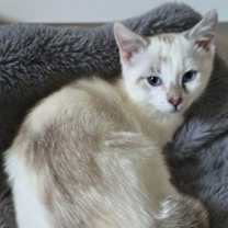 Thumbnail photo of Crystal #3